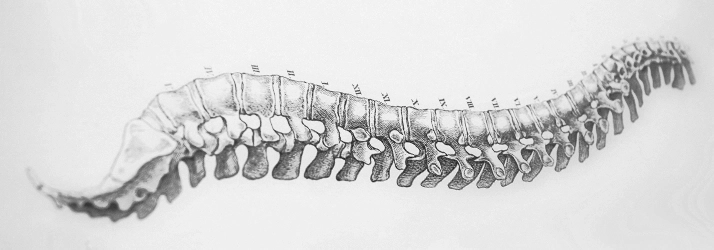 Chiropractic Livingston NJ Spine Drawing A grey spine drawing.
